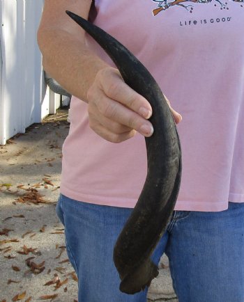 Kudu horn for sale measuring 17 inches, for making a shofar for $20