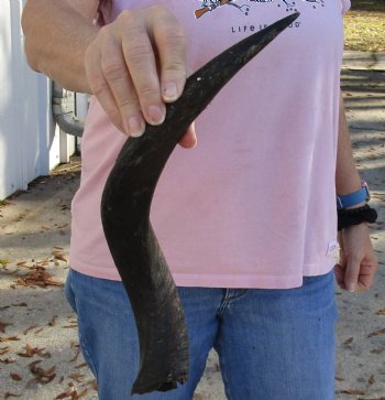 Kudu horn for sale measuring 17 inches, for making a shofar for $20