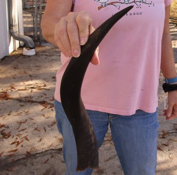 Kudu horn for sale measuring 17-1/2 inches, for making a shofar for $20