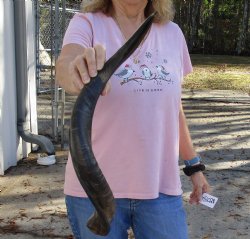 Polished Kudu horn for sale measuring 25 inches, for making a shofar for $53