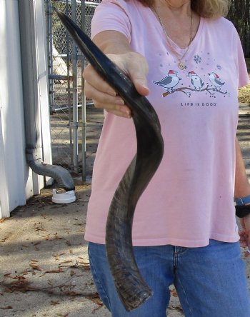 Polished Kudu horn for sale measuring 25 inches, for making a shofar for $53