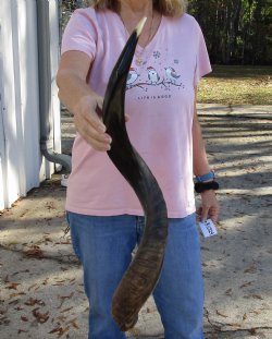 Polished Kudu horn for sale measuring 29 inches, for making a shofar for $53