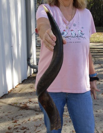 Polished Kudu horn for sale measuring 29 inches, for making a shofar for $53