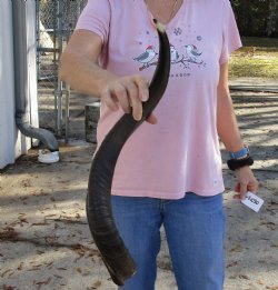 Polished Kudu horn for sale measuring 27 inches, for making a shofar for $53