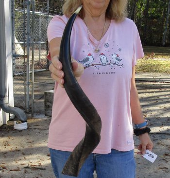 Polished Kudu horn for sale measuring 27 inches, for making a shofar for $53