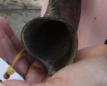 Polished Kudu horn for sale measuring 27 inches, for making a shofar for $53