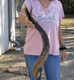 Polished Kudu horn for sale measuring 29 inches, for making a shofar for $53