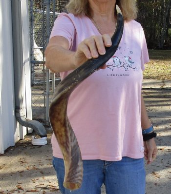 Polished Kudu horn for sale measuring 29 inches, for making a shofar for $53