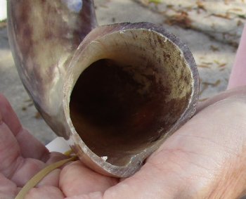 Polished Kudu horn for sale measuring 29 inches, for making a shofar for $53