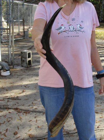 Polished Kudu horn for sale measuring 32 inches, for making a shofar for $80