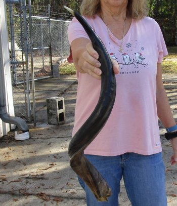 Polished Kudu horn for sale measuring 32 inches, for making a shofar for $80