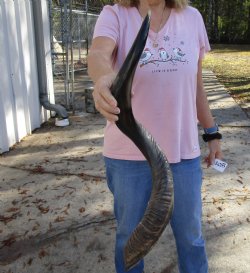 Polished Kudu horn for sale measuring 33 inches, for making a shofar for $80