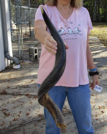 Polished Kudu horn for sale measuring 33 inches, for making a shofar for $80