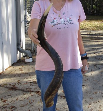 Polished Kudu horn for sale measuring 31-1/2 inches, for making a shofar for $80