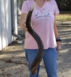 Polished Kudu horn for sale measuring 31-1/2 inches, for making a shofar for $80