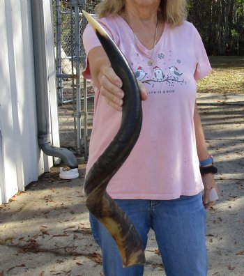 Polished Kudu horn for sale measuring 31-1/2 inches, for making a shofar for $80