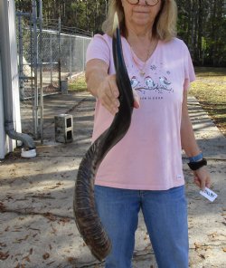 Polished Kudu horn for sale measuring 31 inches, for making a shofar for $80