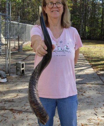 Polished Kudu horn for sale measuring 31 inches, for making a shofar for $80