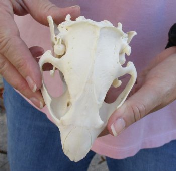 A-Grade North American Beaver Skull 5 inches - $36