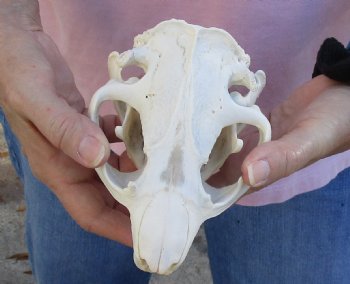 A-Grade North American Beaver Skull 5-1/2 inches - $36