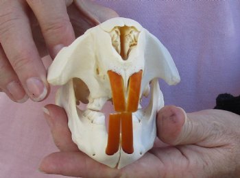 Buy Now this  A-Grade North American Beaver Skull 4-1/2 inches - $36