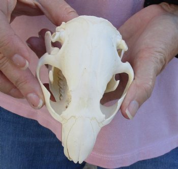 Buy Now this  A-Grade North American Beaver Skull 4-1/2 inches - $36