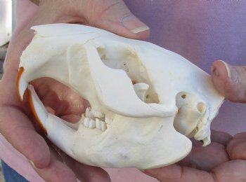 Buy Now this  A-Grade North American Beaver Skull 4-1/2 inches - $36