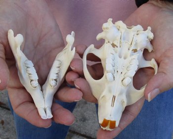 Buy Now this  A-Grade North American Beaver Skull 4-1/2 inches - $36