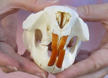 For Sale A-Grade North American Beaver Skull 4-1/2 inches - $36