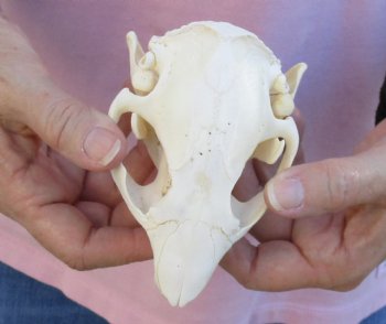 For Sale A-Grade North American Beaver Skull 4-1/2 inches - $36