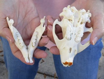 For Sale A-Grade North American Beaver Skull 4-1/2 inches - $36