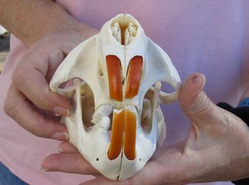 For Sale A-Grade North American Beaver Skull 5-1/2 inches - $36