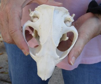 For Sale A-Grade North American Beaver Skull 5-1/2 inches - $36