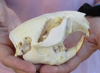 North American Beaver Skull 4-1/4 inches, available for sale - $32