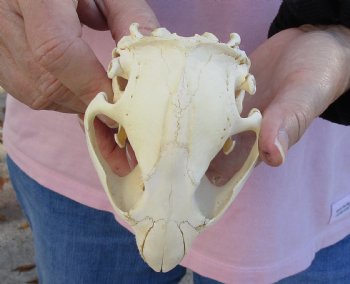 North American Beaver Skull 4-1/4 inches, available for sale - $32