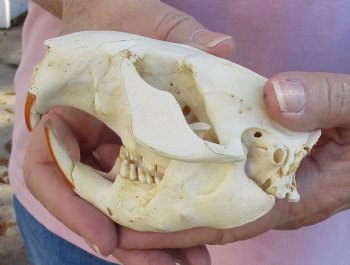 North American Beaver Skull 4-1/4 inches, available for sale - $32