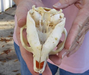 North American Beaver Skull 4-1/4 inches, available for sale - $32