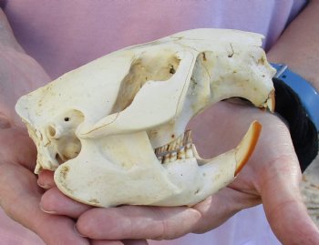 North American Beaver Skull 5 inches, available for sale - $32