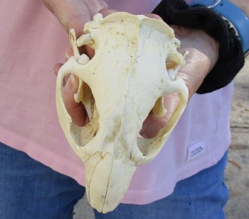 North American Beaver Skull 5 inches, available for sale - $32