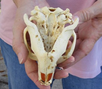 North American Beaver Skull 5 inches, available for sale - $32