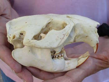 North American Beaver Skull 5 inches, available for sale - $32