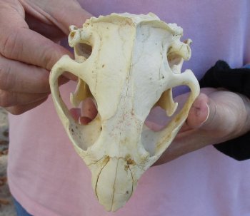 North American Beaver Skull 5 inches, available for sale - $32