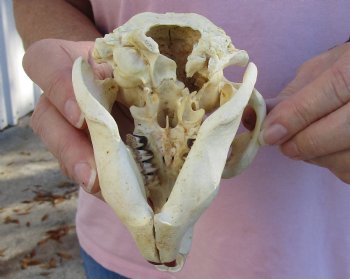 North American Beaver Skull 5 inches, available for sale - $32