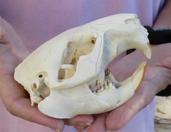 Buy Now this North American Beaver Skull 4-1/2 inches - $32