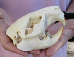 Buy Now this North American Beaver Skull 4-1/2 inches - $32