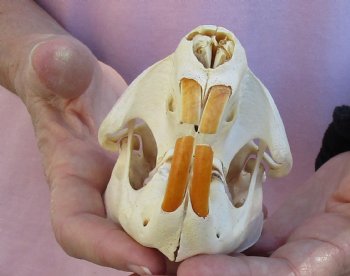 Buy Now this North American Beaver Skull 4-1/2 inches - $32