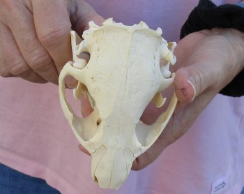 Buy Now this North American Beaver Skull 4-1/2 inches - $32