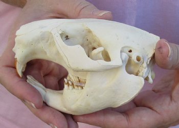 Buy Now this North American Beaver Skull 4-1/2 inches - $32