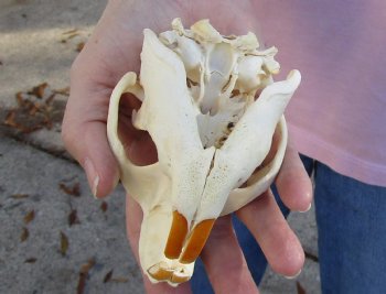 Buy Now this North American Beaver Skull 4-1/2 inches - $32