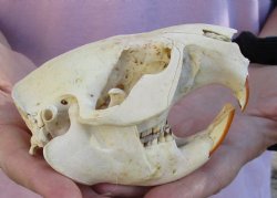 North American Beaver Skull 4-1/2 inches, available for sale - $32